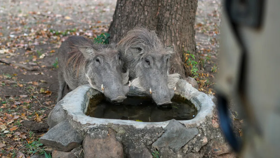 Número de Javalis na Europa Atinge Quase 20 milhões, Portugal com Quase 400 mil