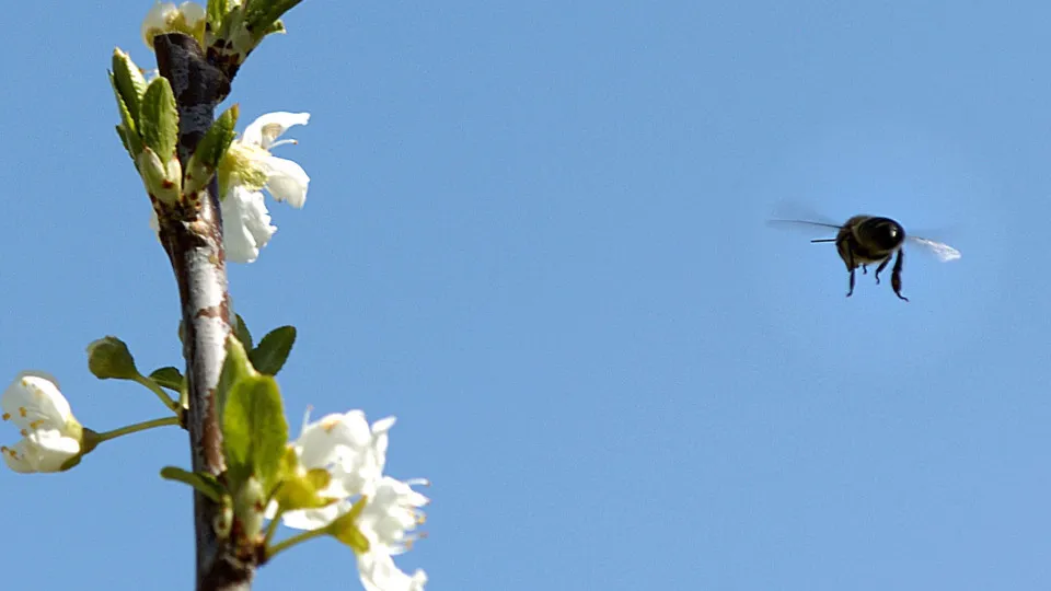 Oliveira do Hospital distribui cinco toneladas de alimento para abelhas