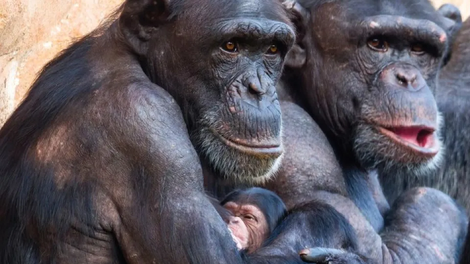 Jardim Zoológico Celebra um Natal Especial com o Nascimento de uma Criadinha de Chimpanzé