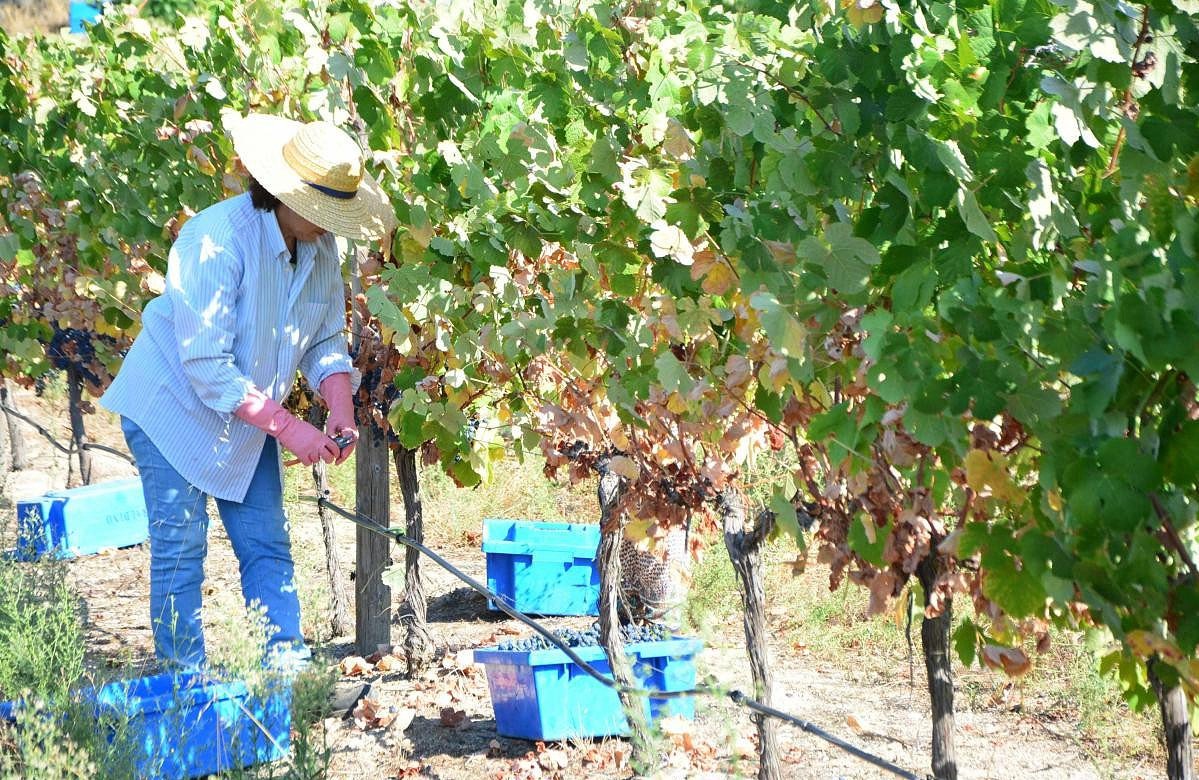 CVRA e AICEP lançam programa estratégico para impulsionar exportações dos Vinhos do Alentejo