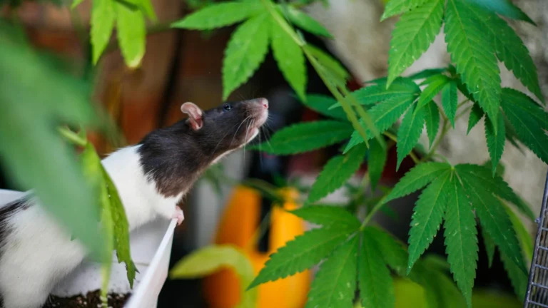 Ratos estressados continuam a voltar à cannabis e cientistas sabem o porquê
