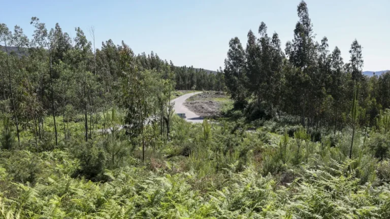 Portugal alcança o maior crescimento florestal da UE em 2023 com 11,1%