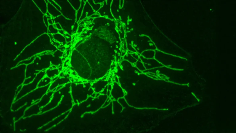 Uma molécula "espelho" pode privar as células cancerígenas de nutrientes sem prejudicar as células saudáveis.