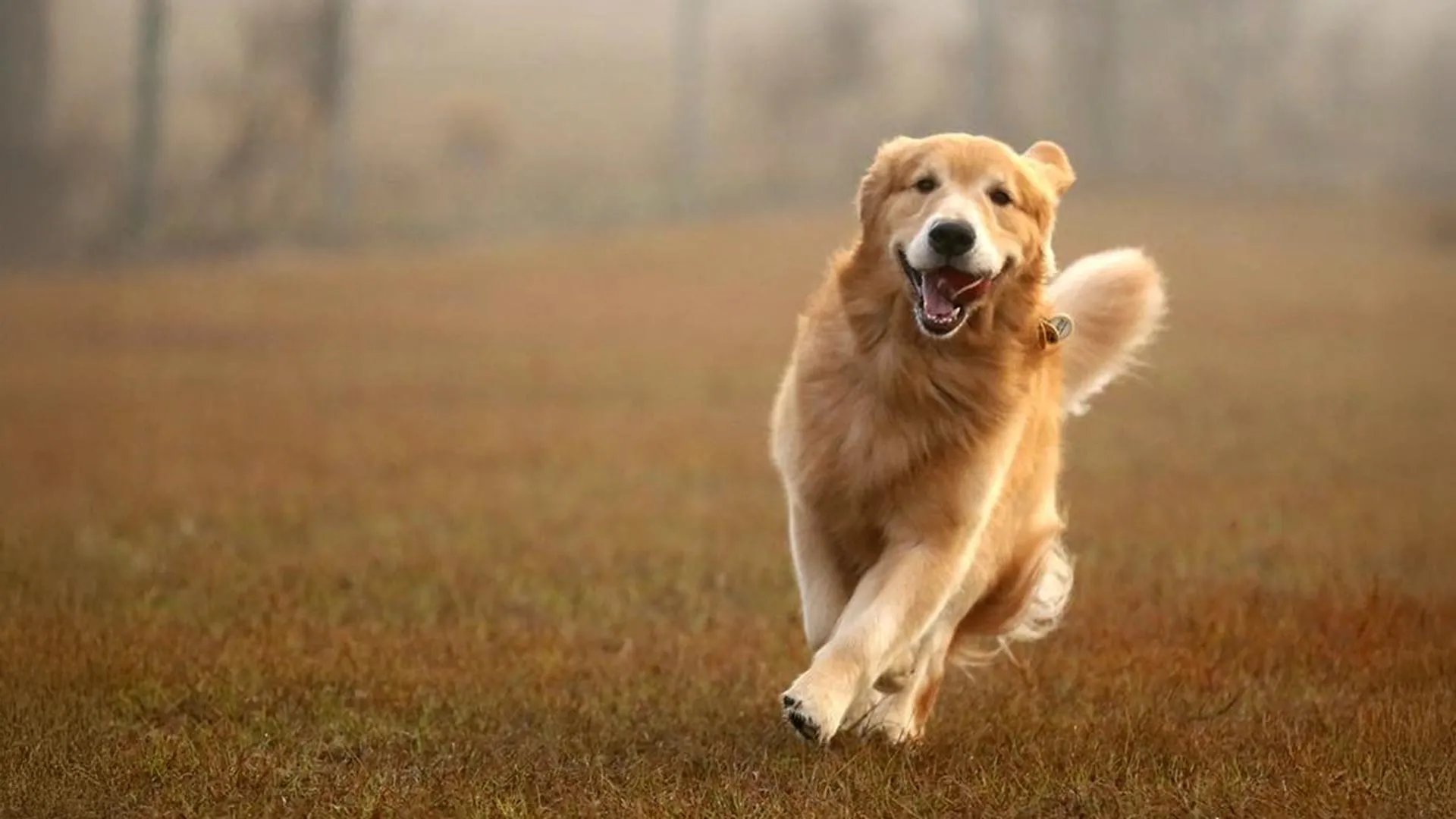 Genes do Golden Retriever ligados à ansiedade, agressão e inteligência em humanos
