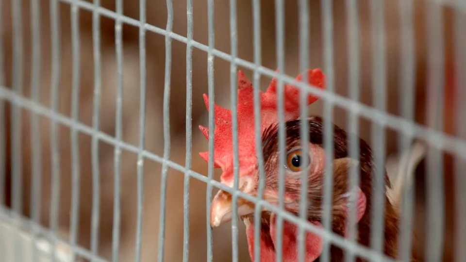 Portugal soma 52 focos de gripe das aves após nova confirmação em Aveiro