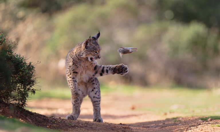 Um lince e um roedor se destacam na foto escolhida pelo público no Wildlife Photographer of the Year