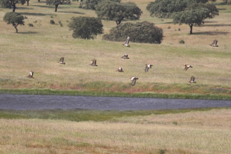Proteção de Aves Ameaçadas: Parceria entre a Fundação da Casa de Bragança e a REN