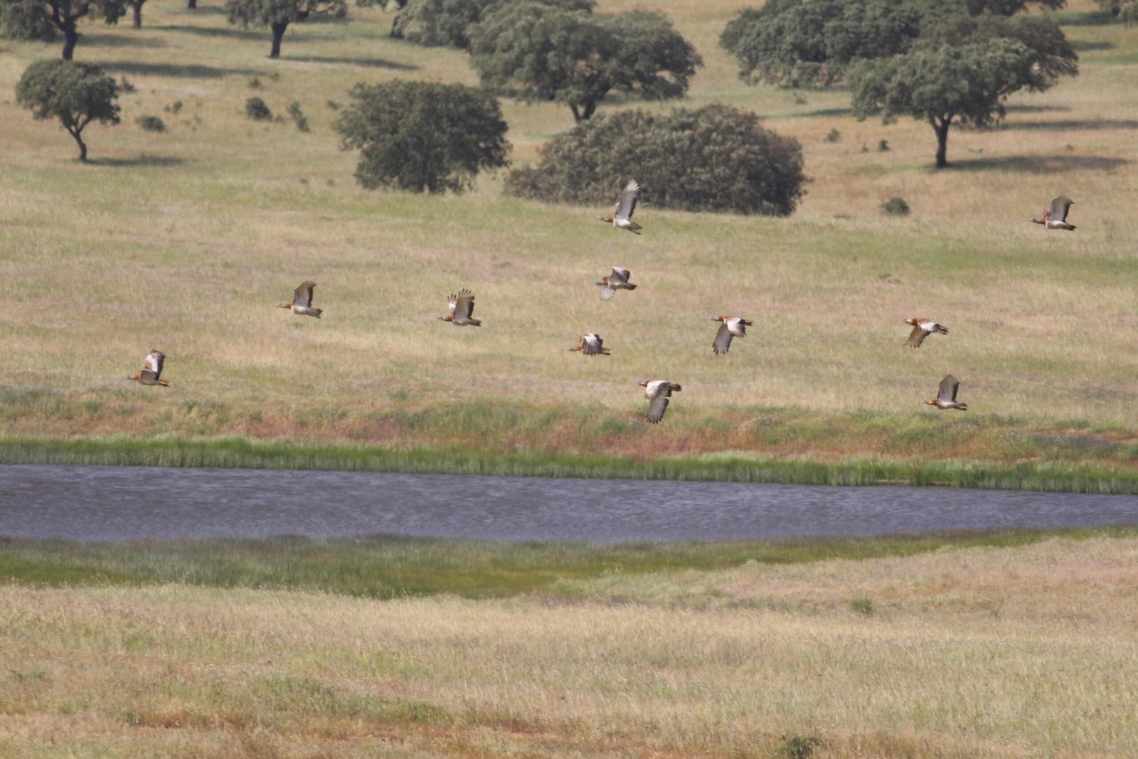 Proteção de Aves Ameaçadas: Parceria entre a Fundação da Casa de Bragança e a REN