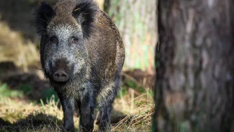 Javalis na Europa: Quase 20 Milhões, Portugal com Quase 400 Mil