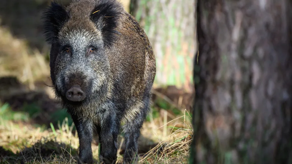 Javalis na Europa: Quase 20 Milhões, Portugal com Quase 400 Mil