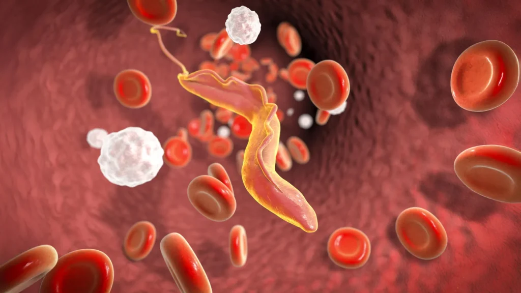 Cientistas descobrem "triturador molecular" que ajuda parasita mortal a evadir o sistema imunológico