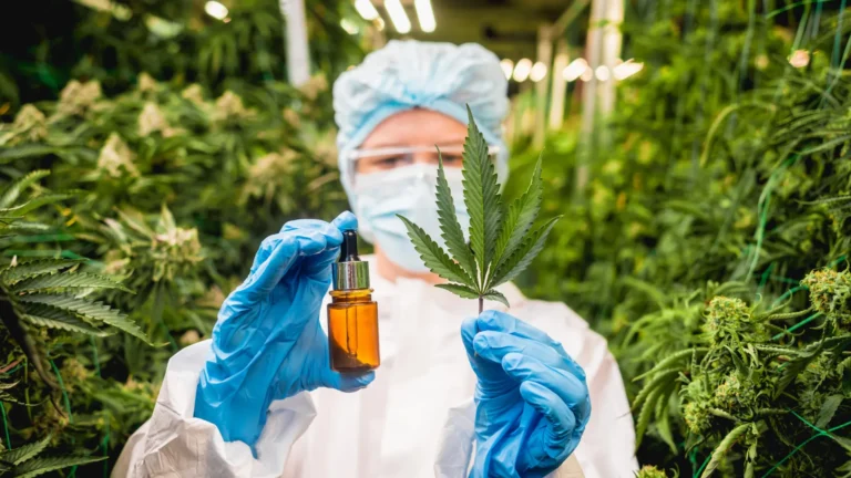 Não descarte as folhas de cannabis: Cientistas encontram compostos raros com potencial medicinal.