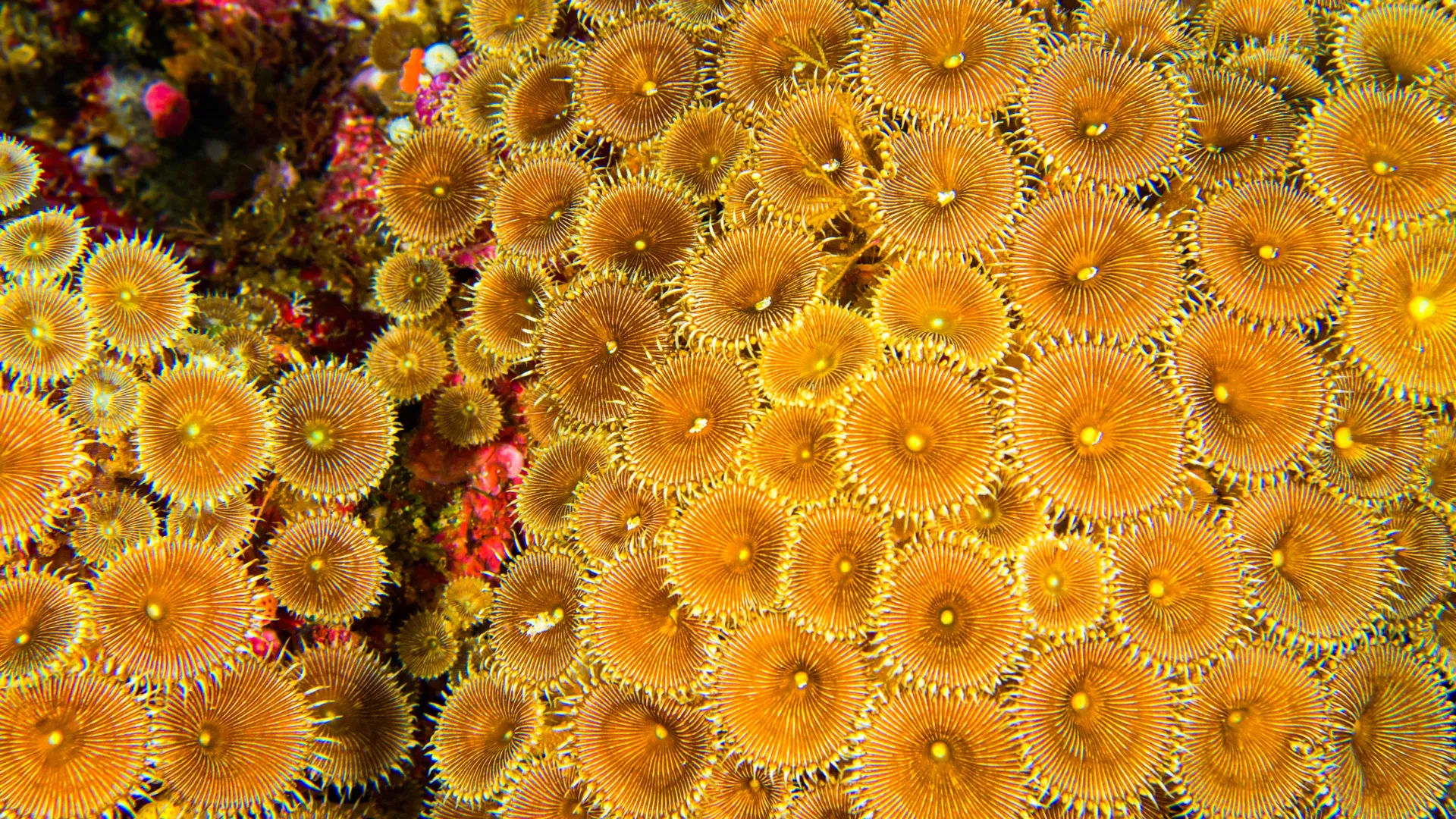 Descobertas em recifes de coral podem transformar o futuro da medicina