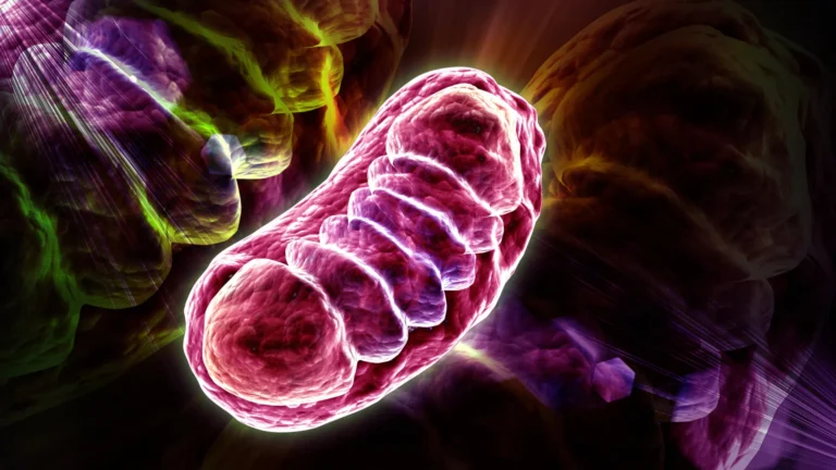 Cientistas descobrem nutriente que pode potencializar a energia celular