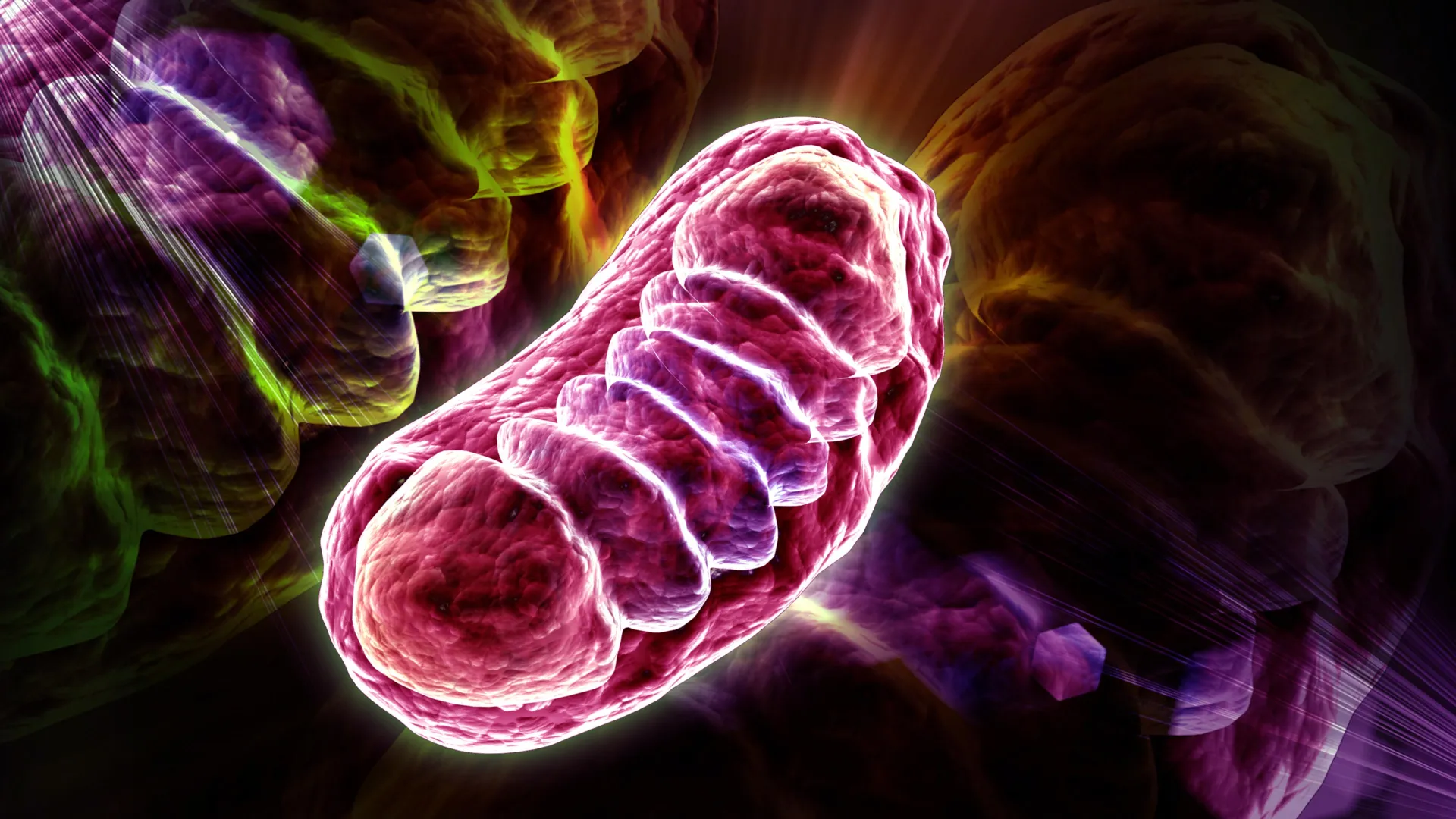 Cientistas descobrem nutriente que pode potencializar a energia celular