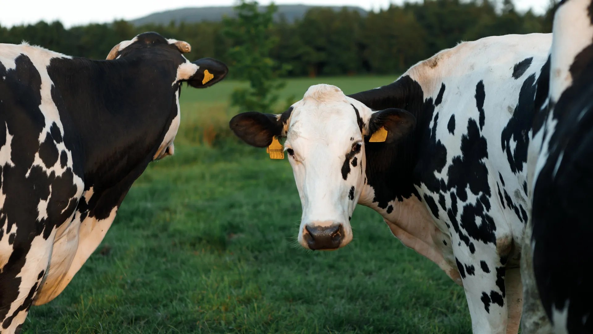 Cientistas descobrem como o vírus H5N1 da gripe aviária se esconde em vacas leiteiras