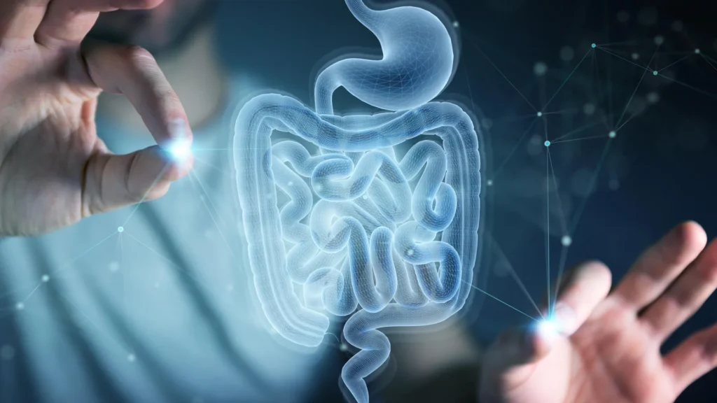 Cientistas do MIT descobrem aminoácido que ajuda o intestino a se curar sozinho