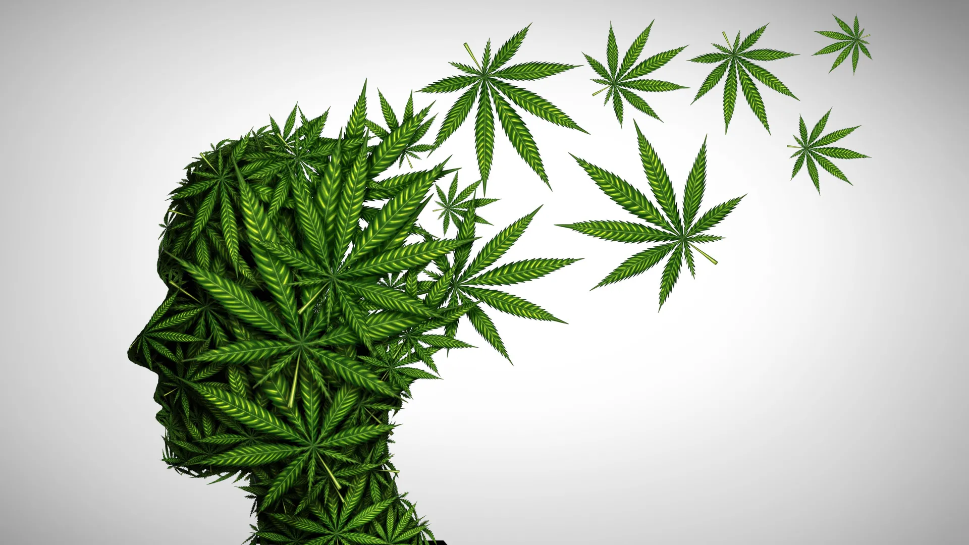 Cannabis é seguro após os 65 anos? Especialistas de Stanford revelam 5 riscos que os idosos devem conhecer.