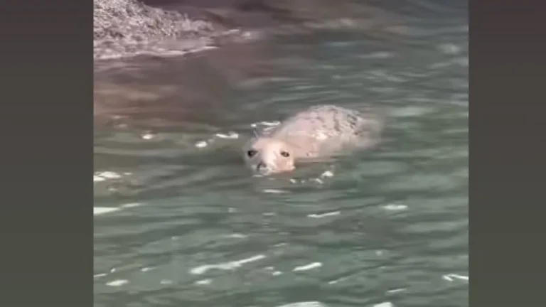 Morte da Foca Avistada na Marina de Cascais
