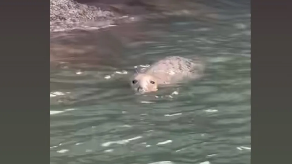 Morte da Foca Avistada na Marina de Cascais