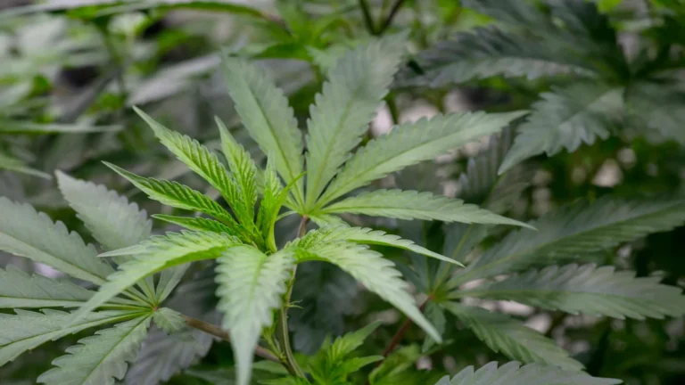 Cientistas descobrem composto de cannabis que alivia a dor sem causar euforia