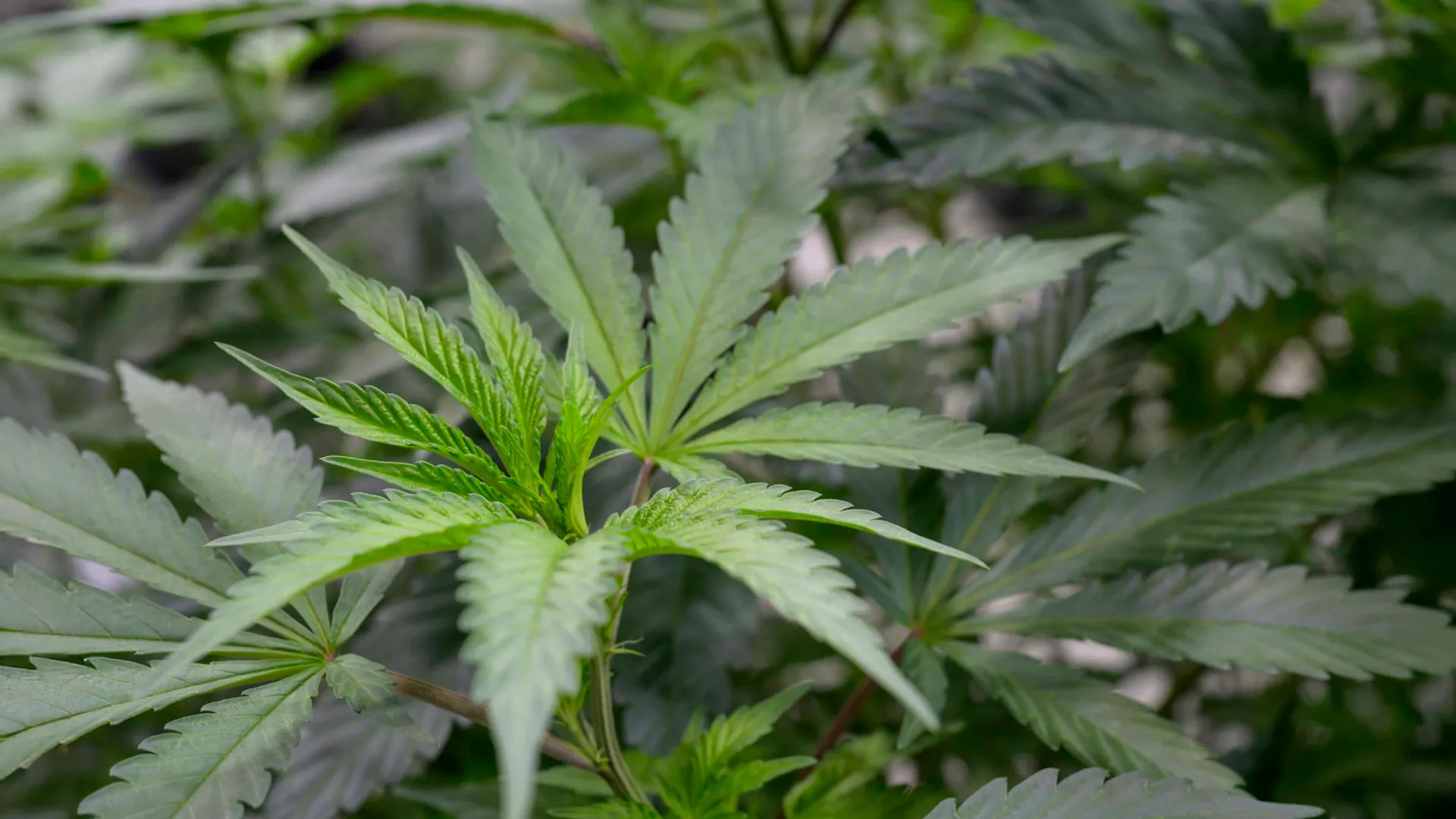 Cientistas descobrem composto de cannabis que alivia a dor sem causar euforia