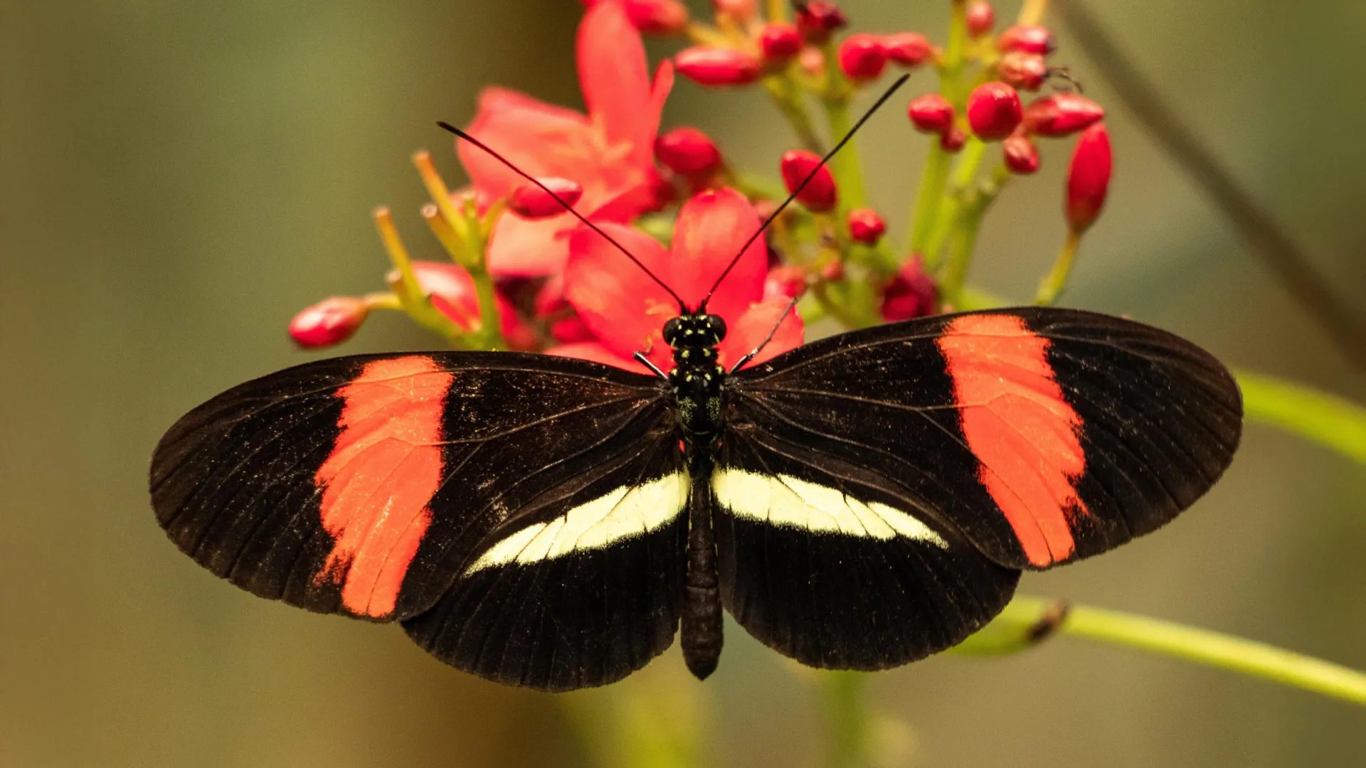 A Borboleta que Mal Envelhece pode Ajudar a Desvendar os Segredos da Longevidade